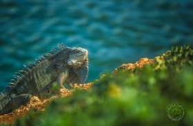 Land Iguana RE1609 Land Iguana RE1609