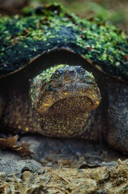 Snapping Turtle RE2452 Snapping Turtle RE2452
