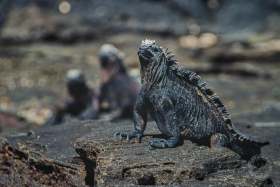Marine Iguana RE4998 Marine Iguana RE4998
