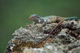 Blue Whiptail Lizard RE6459 Blue Whiptail Lizard RE6459