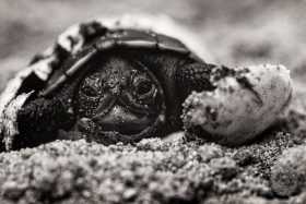 Landings Turtle hatchling RE6514 Landings Turtle hatchling RE6514