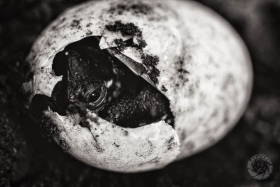 Blandings Turtle in Egg RE6576 Blandings Turtle in Egg RE6576