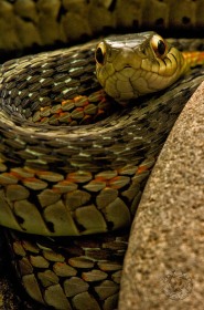 Coiled Garter Snake RE7577 Coiled Garter Snake RE7577