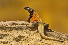 Chuckwalla lizard RE7783 Chuckwalla lizard RE7783