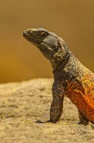 Chuckwalla lizard RE7785 Chuckwalla lizard RE7785