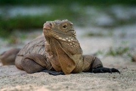 Sister Island Rock Iguana RE9593 Sister Island Rock Iguana RE9593