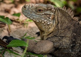 Sister Island Rock Iguana portrait RE9594 Sister Island Rock Iguana portrait RE9594