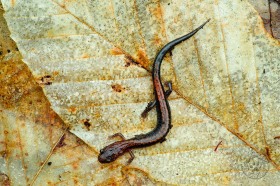 Red-backed salamander SM9566 Red-backed salamander SM9566