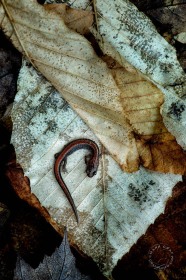 Red-backed salamander SM9571 Red-backed salamander SM9571