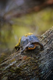 Blandings Turtle on log TU10633 Blandings Turtle on log TU10633
