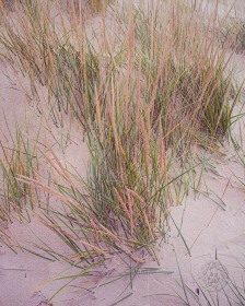 Dune Grass PL10378 Dune Grass PL10378