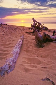 Driftwood at sunset, Whitefish Point, Michigan Driftwood at sunset, Whitefish Point, Michigan