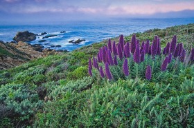 Big Sur Pride of Madeira SL6254 Big Sur Pride of Madeira SL6254
