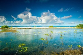 March of the Mangroves SL9518