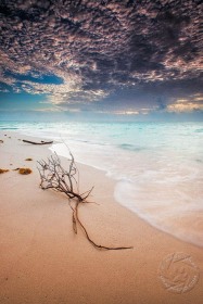 Morning driftwood at Sand Point SL9585