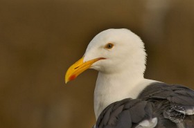 Western Gull portrait BI10241