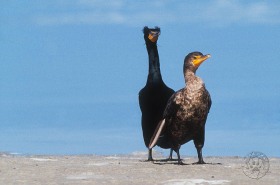 Double Crested Cormorant Pair BI3219