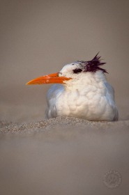 Royal Tern at beach BI3360