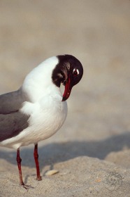 Laughing Gull portrait BI3386