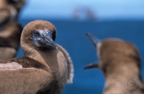 Red Footed Booby quarrel BI4620 Red Footed Booby quarrel BI4620