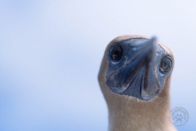 Brown Footed Booby BI4647