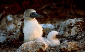 Blue Footed Booby and Chick at nest BI5078 Blue Footed Booby and Chick at nest BI5078