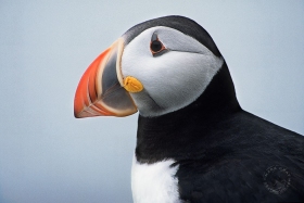 Atlantic Puffin Portrait BI5204