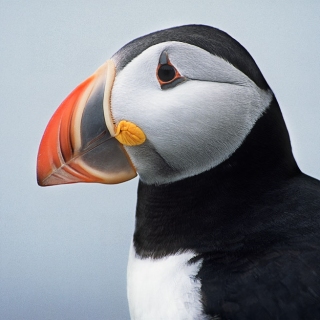 Atlantic Puffin Portrait BI5204