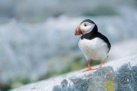 Atlantic Puffin BI5252