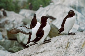 Razorbill Auks BI5330