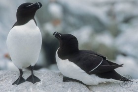 Razorbill Auks BI5360