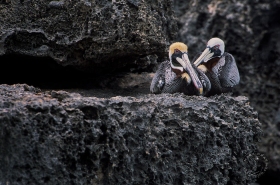 Brown Pelicans on coral cliff BI6486 Brown Pelicans on coral cliff BI6486