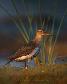 Spotted Sandpiper BI6552