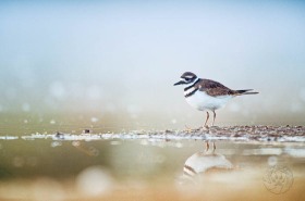 Killdeer at wetland Killdeer at wetland