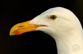 Western Gull Portrait BI7533