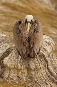 Brown Pelican Roost BI7536