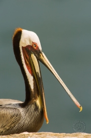 Brown Pelican BI7554