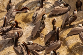 Brown Pelican Group BI7556