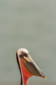 Pelican Portrait BI7601