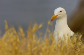 Western Gull in grass - breeding plumage BI7622