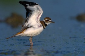 Killdeer wing flap BI7628