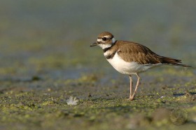 Killdeer in mudflat BI7632 Killdeer in mudflat BI7632