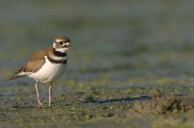 Killdeer in mudflat BI7633