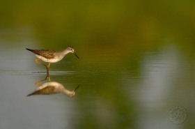 Lesser Yellowlegs BI7641