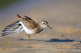Least Sandpiper wing stretch BI8605