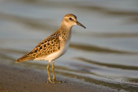 Least Sandpiper BI8950