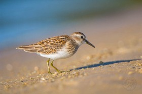 Least Sandpiper and beach shadow BI8953