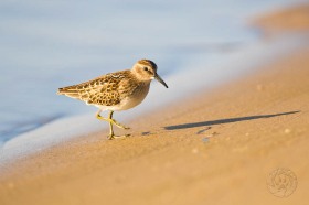 A Sandpiper's Shadow BI8954