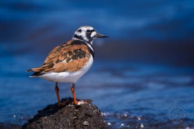 Ruddy Turnstone BI8958