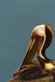Brown Pelican BI8990